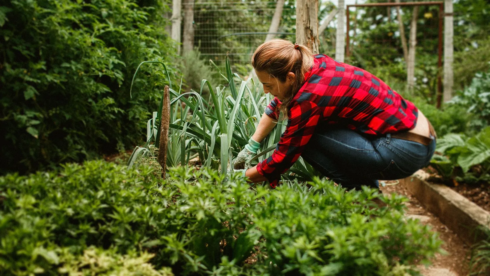 Jardinière accroupie en chemise à carreaux rouges, les mains gantées entre des poireaux dans un potager verdoyant