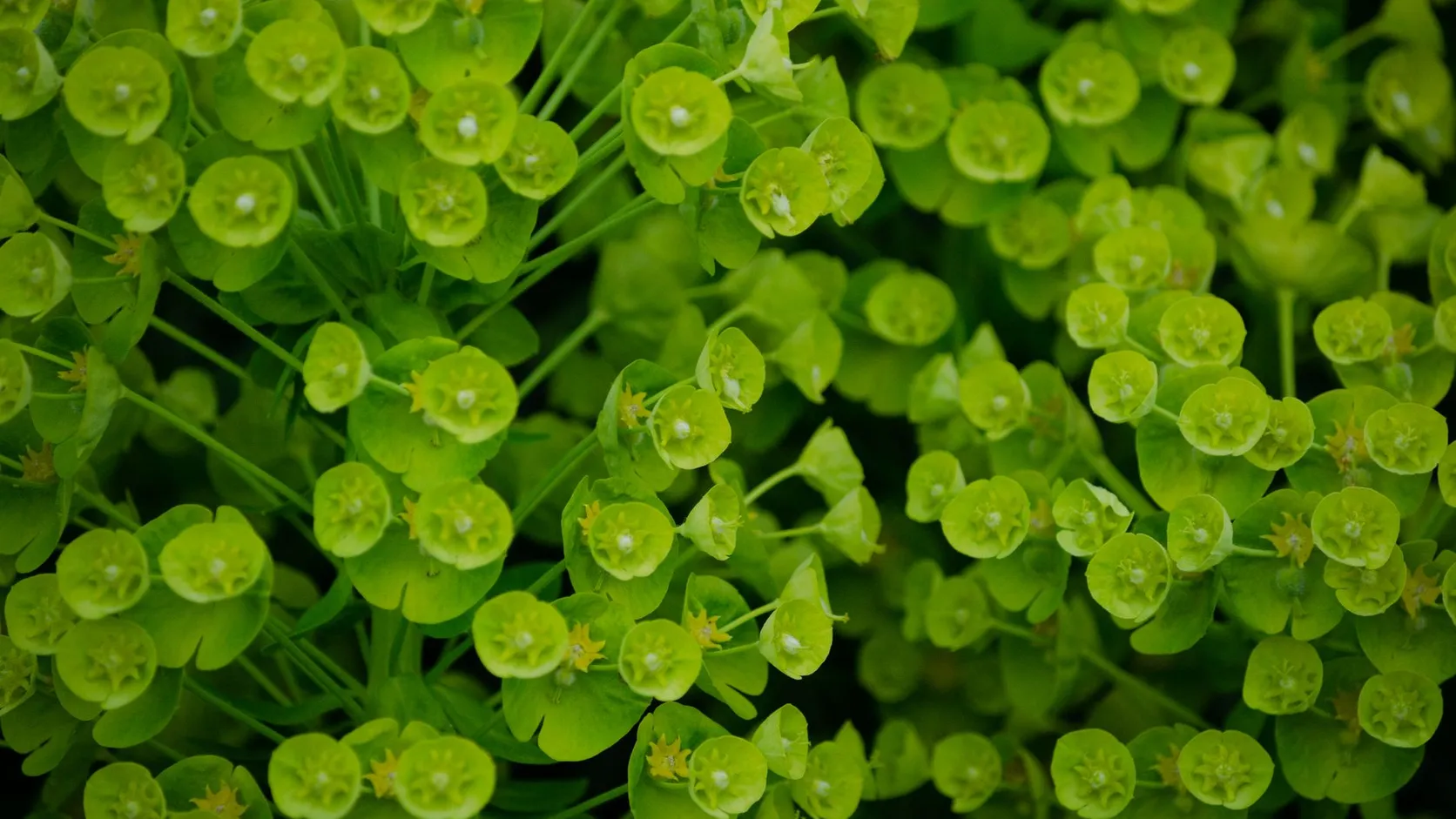 Touffe d'euphorbe aux bractées arrondies vert acide, chacune entourant une minuscule fleur centrale