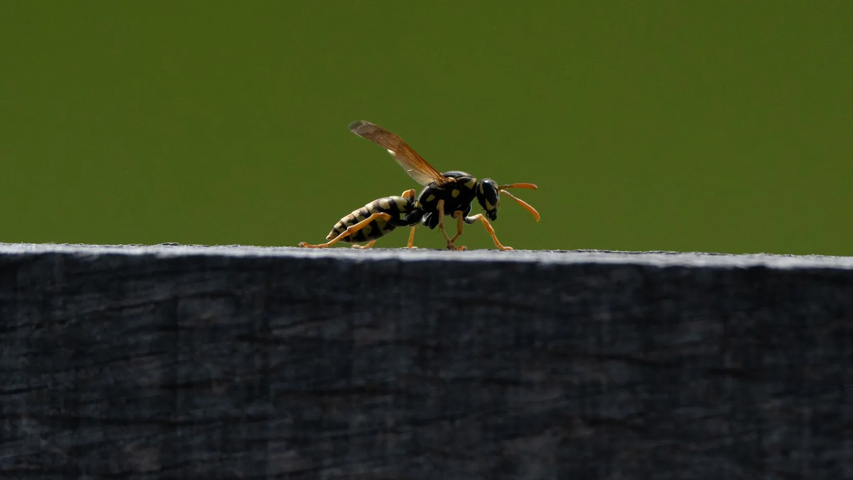 Guêpe sociale noir et jaune, de profil, marchant sur une planche de bois devant un fond vert