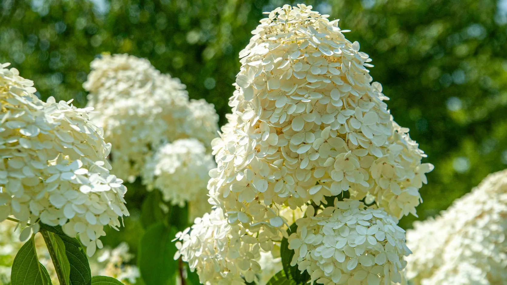 Grandes inflorescences coniques blanc crème d'un hortensia paniculé au soleil, sur fond de feuillage vert