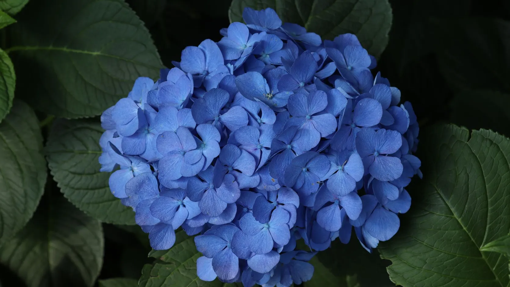 Gros plan sur une tête ronde d'hortensia bleu entourée de grandes feuilles vert foncé dentées