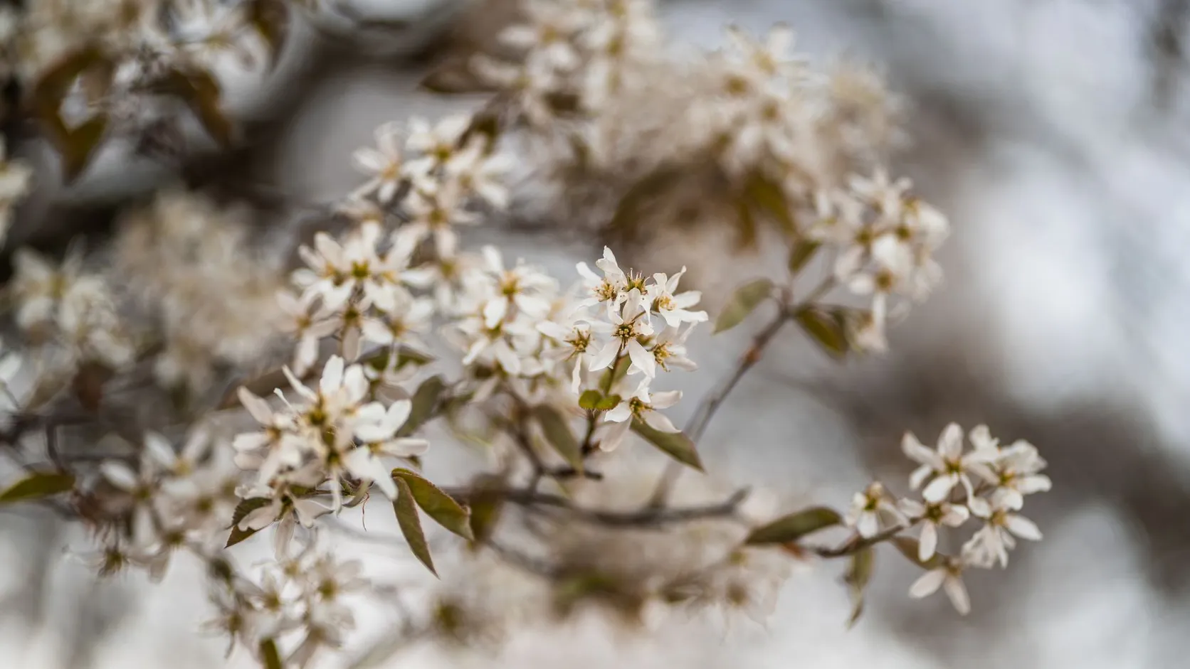 Gros plan sur des grappes de fleurs blanches d'amélanchier aux pétales étroits, au printemps