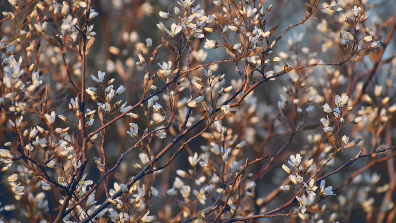 Rameaux d'amélanchier en pleine floraison, petites fleurs blanches et jeunes feuilles cuivrées