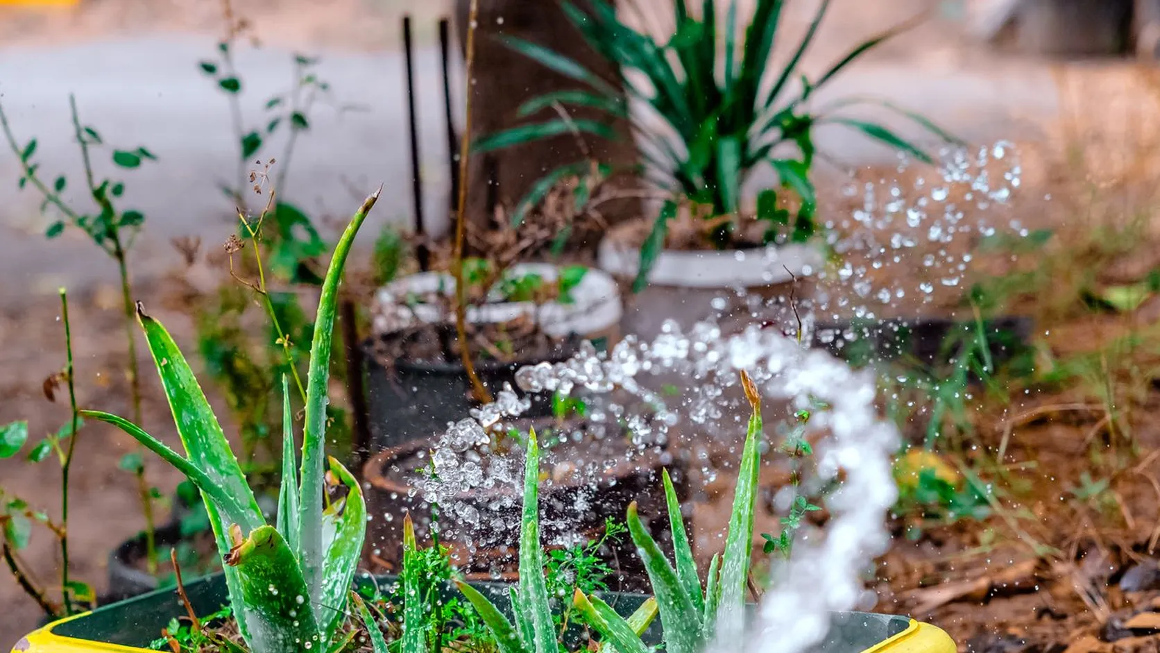 Jet d'eau arrosant des plantes en pot, dont un aloe vera dans un bac jaune, à l'extérieur