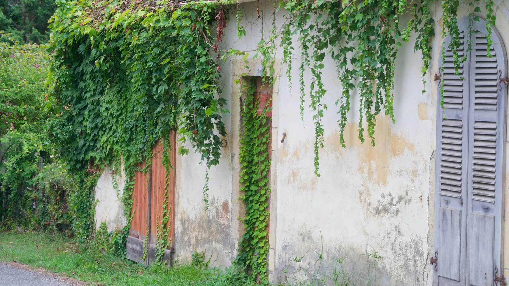 Mur ancien d'une maison de village couvert d'une plante grimpante, avec une porte en bois et des volets gris.