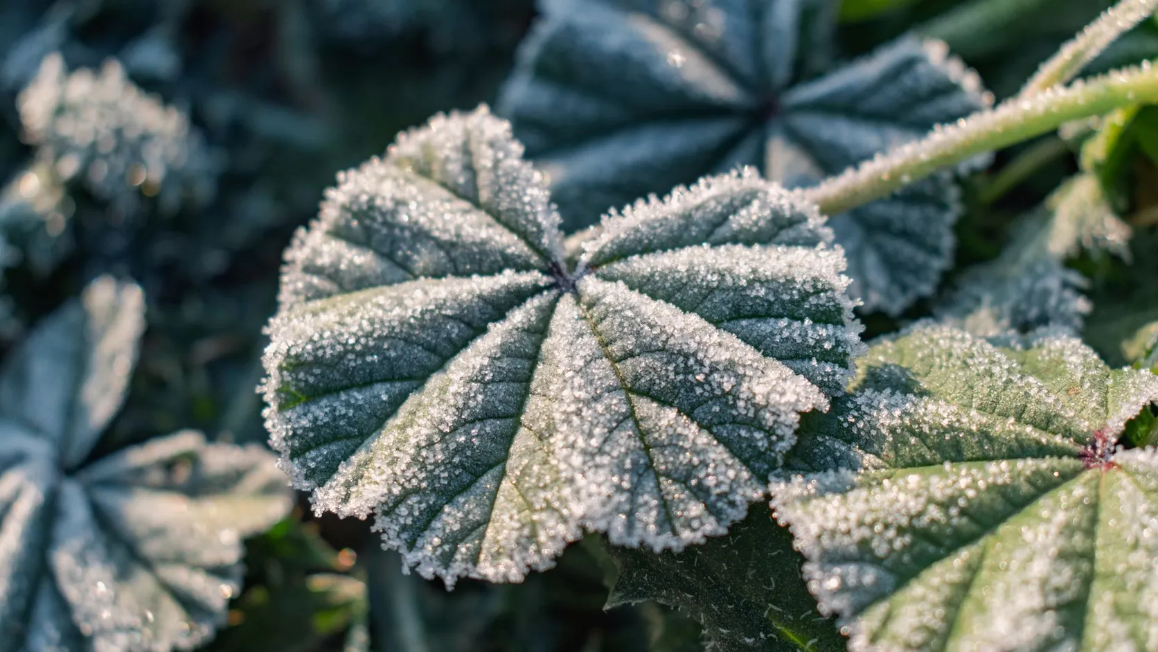 Feuilles vert foncé aux nervures marquées, entièrement couvertes de cristaux de givre