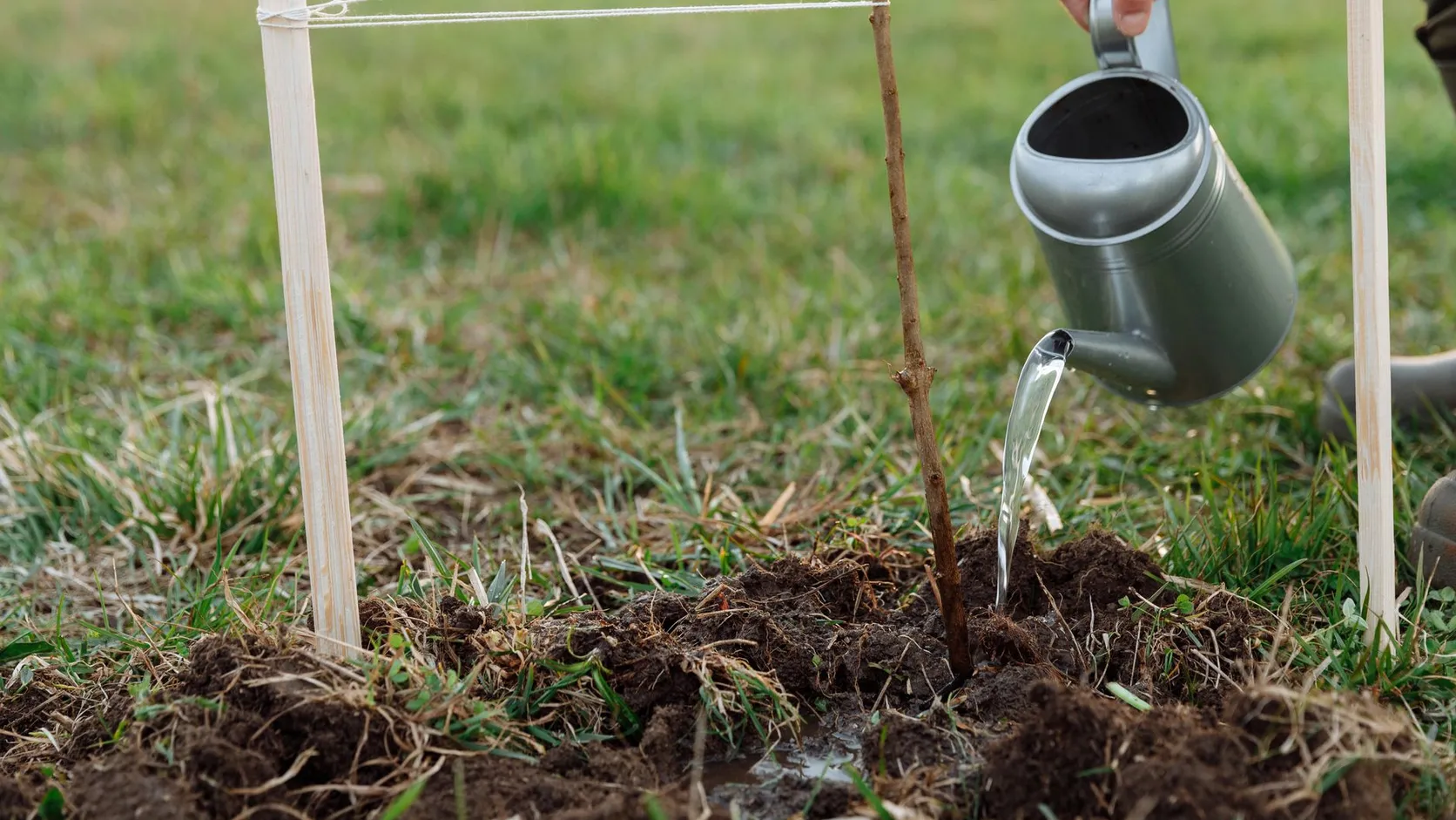 Jeune arbre fruitier tout juste planté entre deux tuteurs en bois, arrosé au pied avec un arrosoir en métal