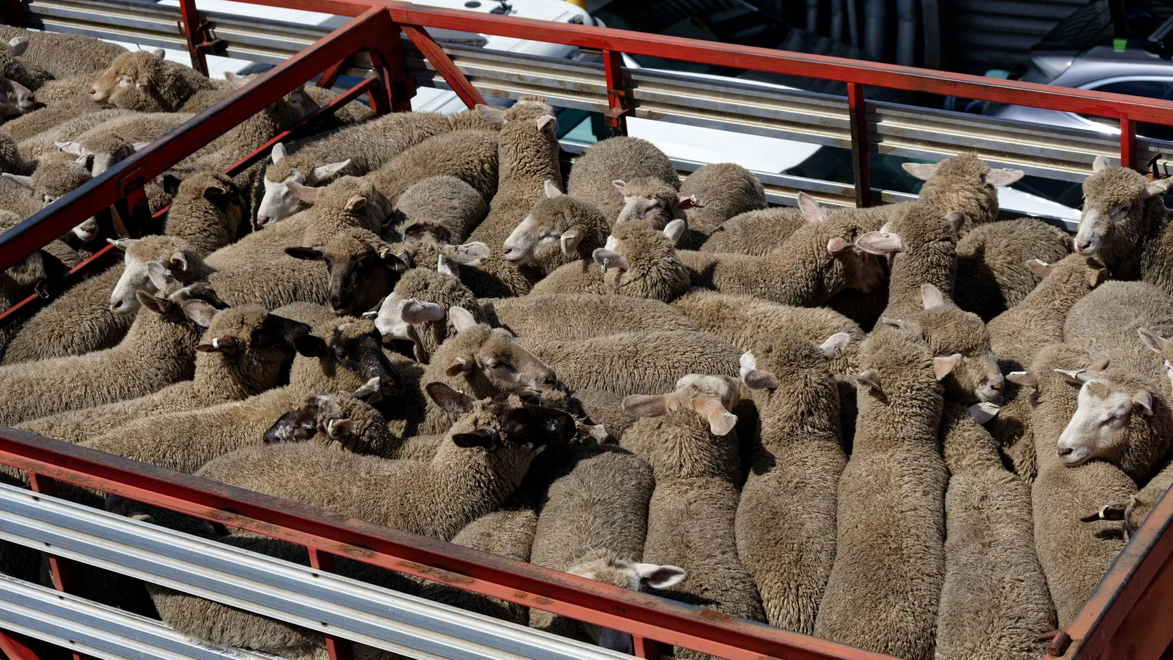 Vue plongeante sur des moutons serrés dans la remorque à ridelles rouges d'un camion de transport