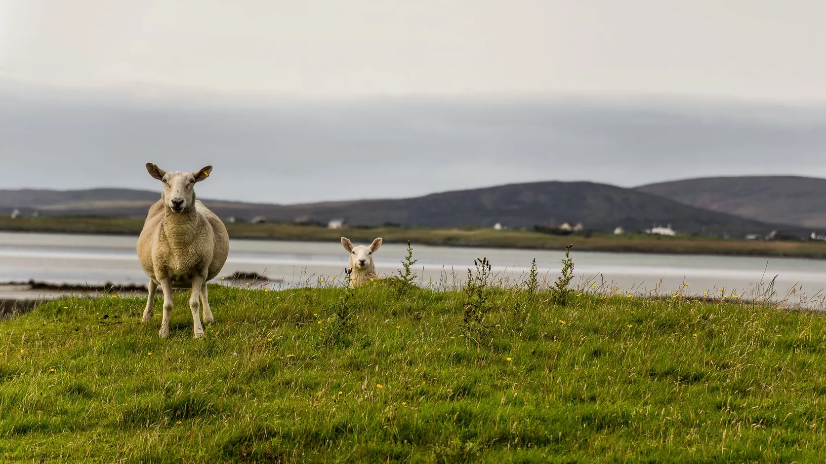 Une brebis et un agneau debout dans une prairie verte au bord d'une baie, collines grises à l'arrière-plan