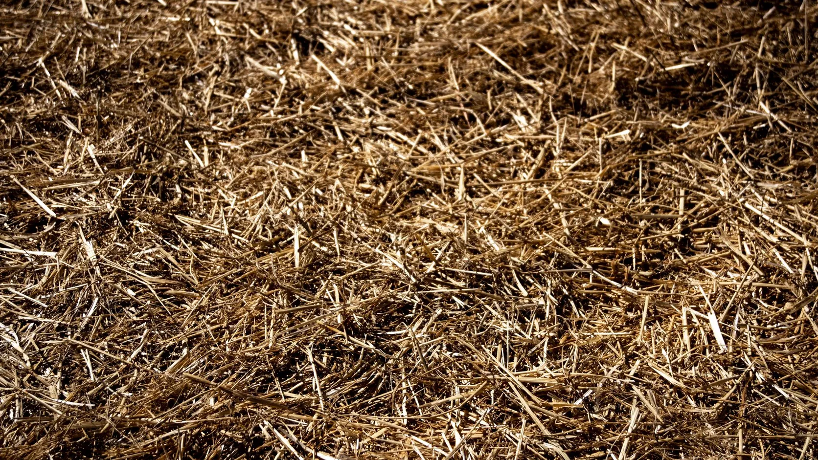 Gros plan sur une couche de paille sèche aux brins dorés éclairée par la lumière naturelle