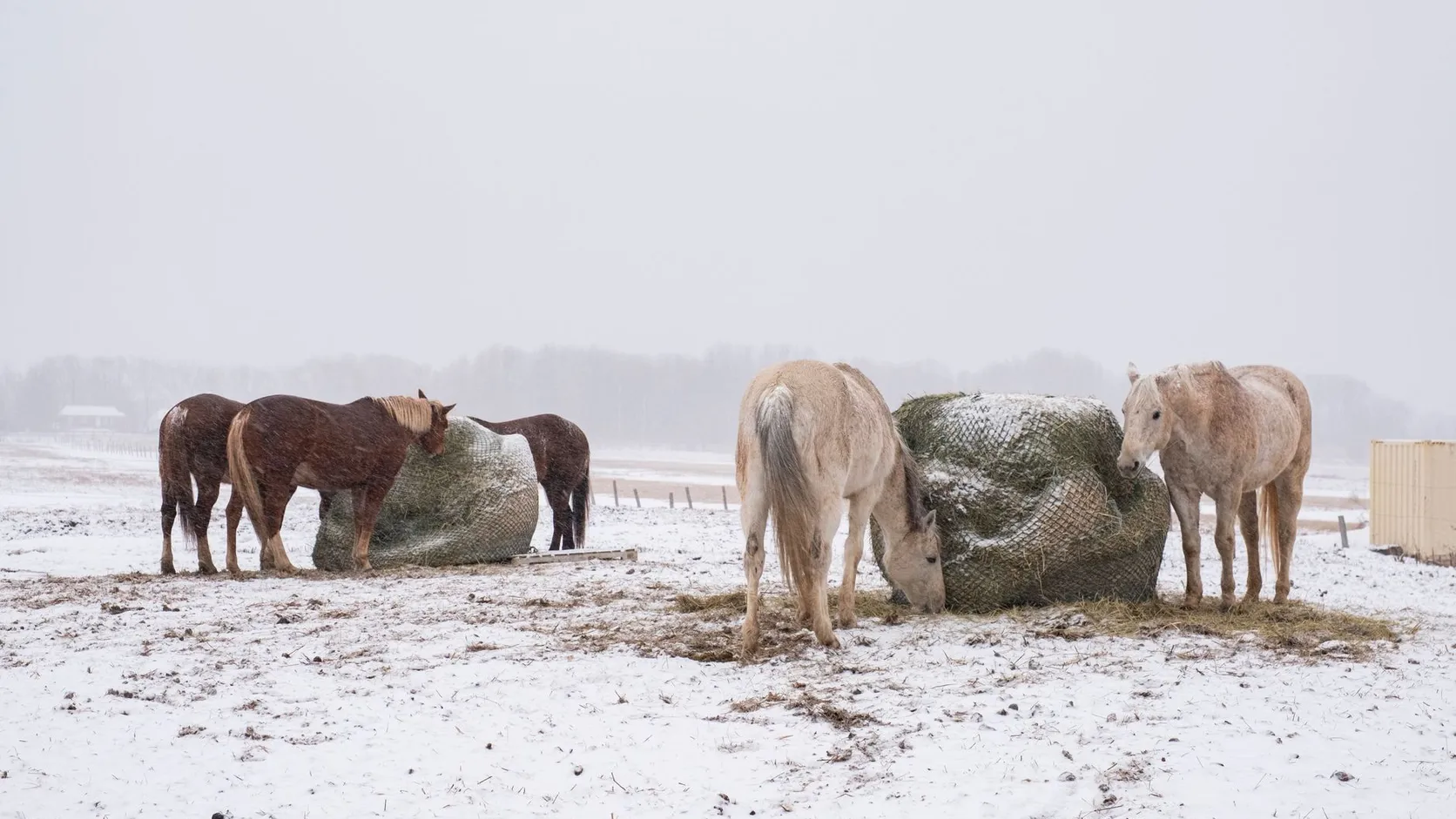 Chevaux mangeant du foin dans deux grosses balles rondes protégées par des filets, sur un pré enneigé
