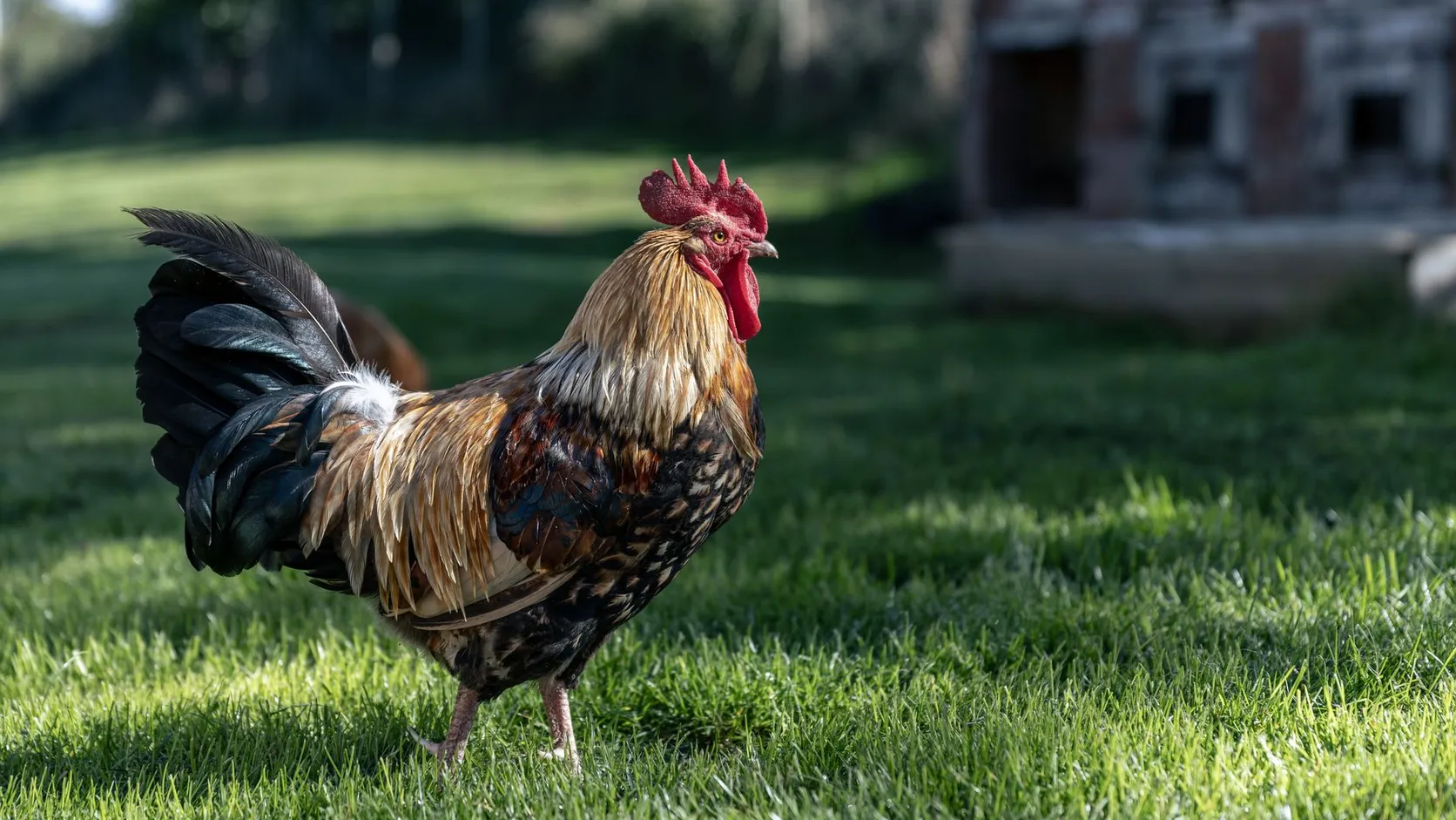 Coq au plumage roux, doré et noir debout sur une pelouse verte, devant un petit bâtiment en pierre flou