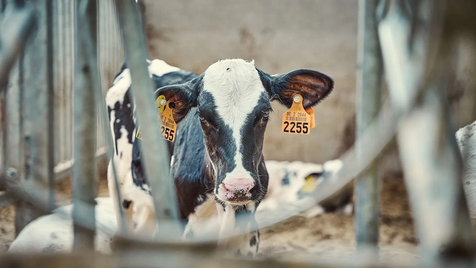 Un veau Holstein noir et blanc, portant deux boucles d'identification jaunes aux oreilles, regarde entre les barreaux d'un enclos dans une étable