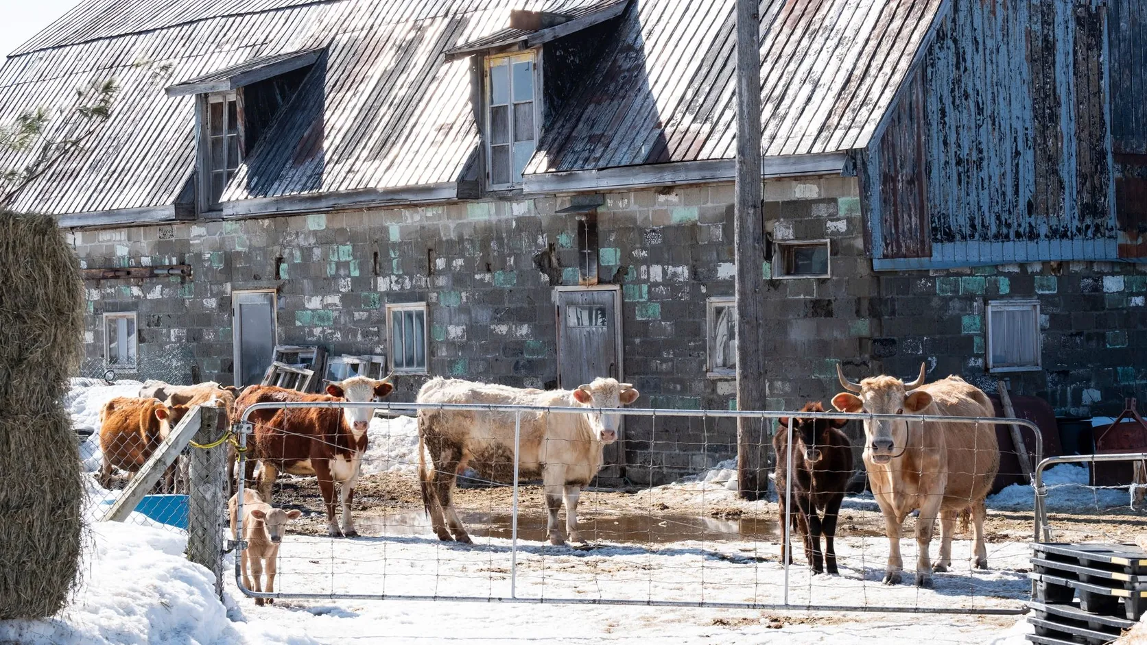 Des vaches et des veaux de robes rousse, blanche et crème attendent derrière une barrière métallique, dans une cour enneigée devant une vieille grange en parpaings