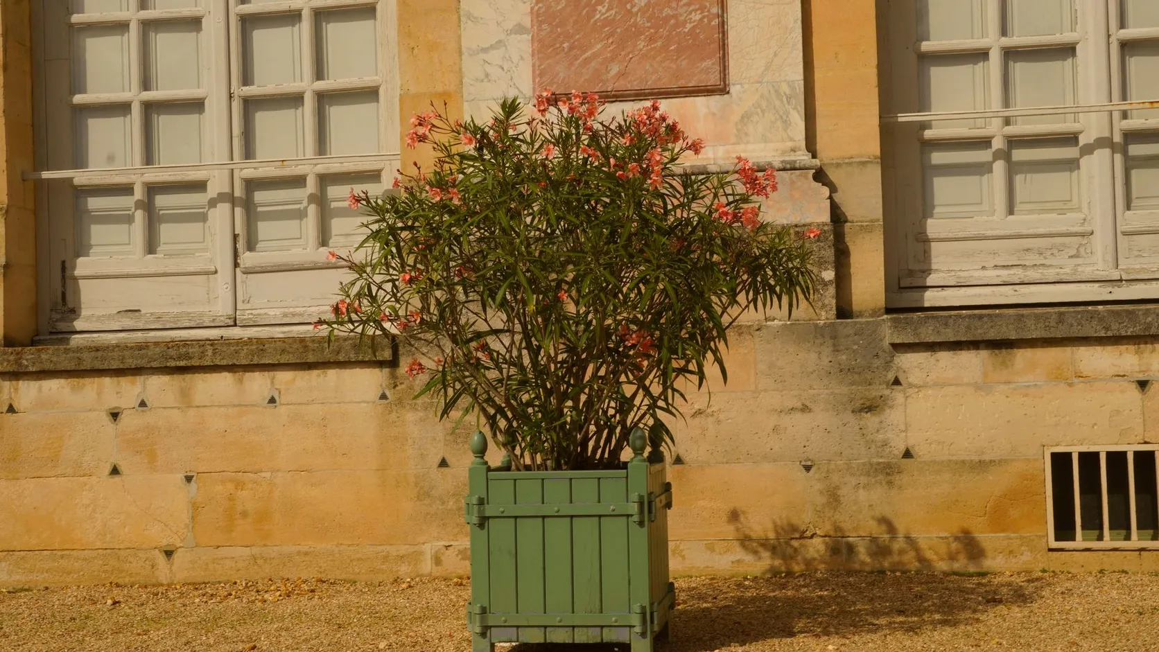 Laurier-rose à fleurs saumon dans une caisse en bois verte, devant une façade en pierre aux grandes fenêtres